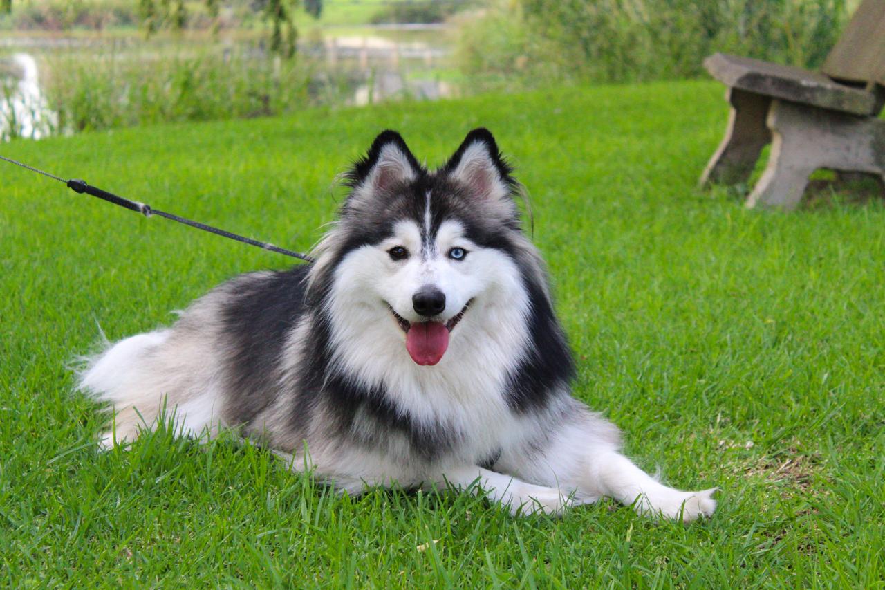 Dog grooming result