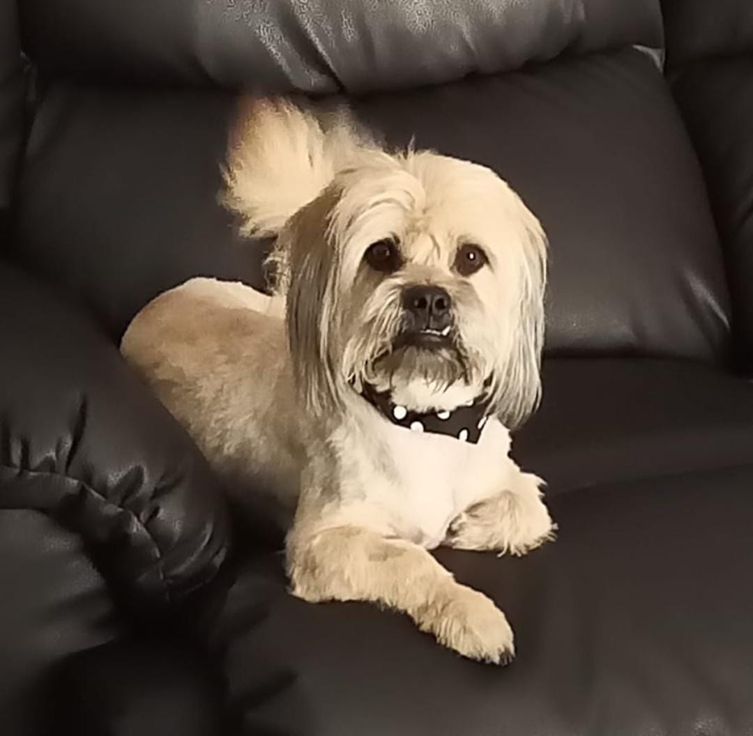 Dog grooming result