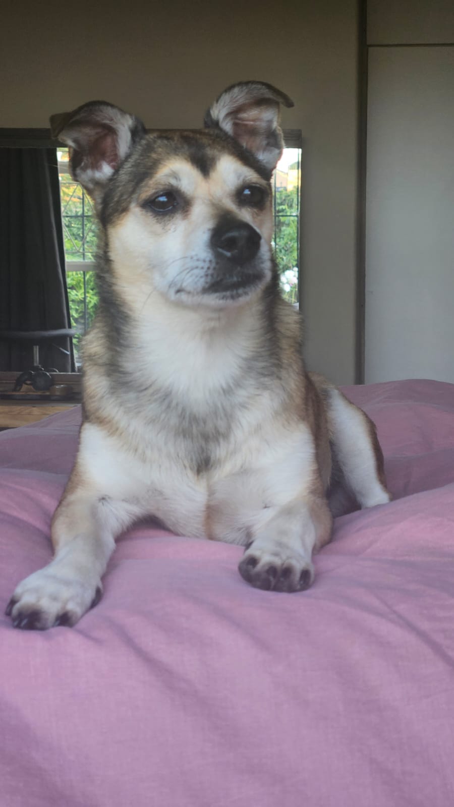 Dog grooming result