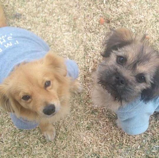Dog grooming result