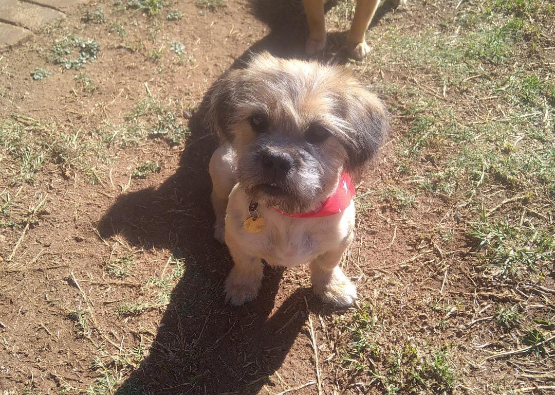 Dog grooming result