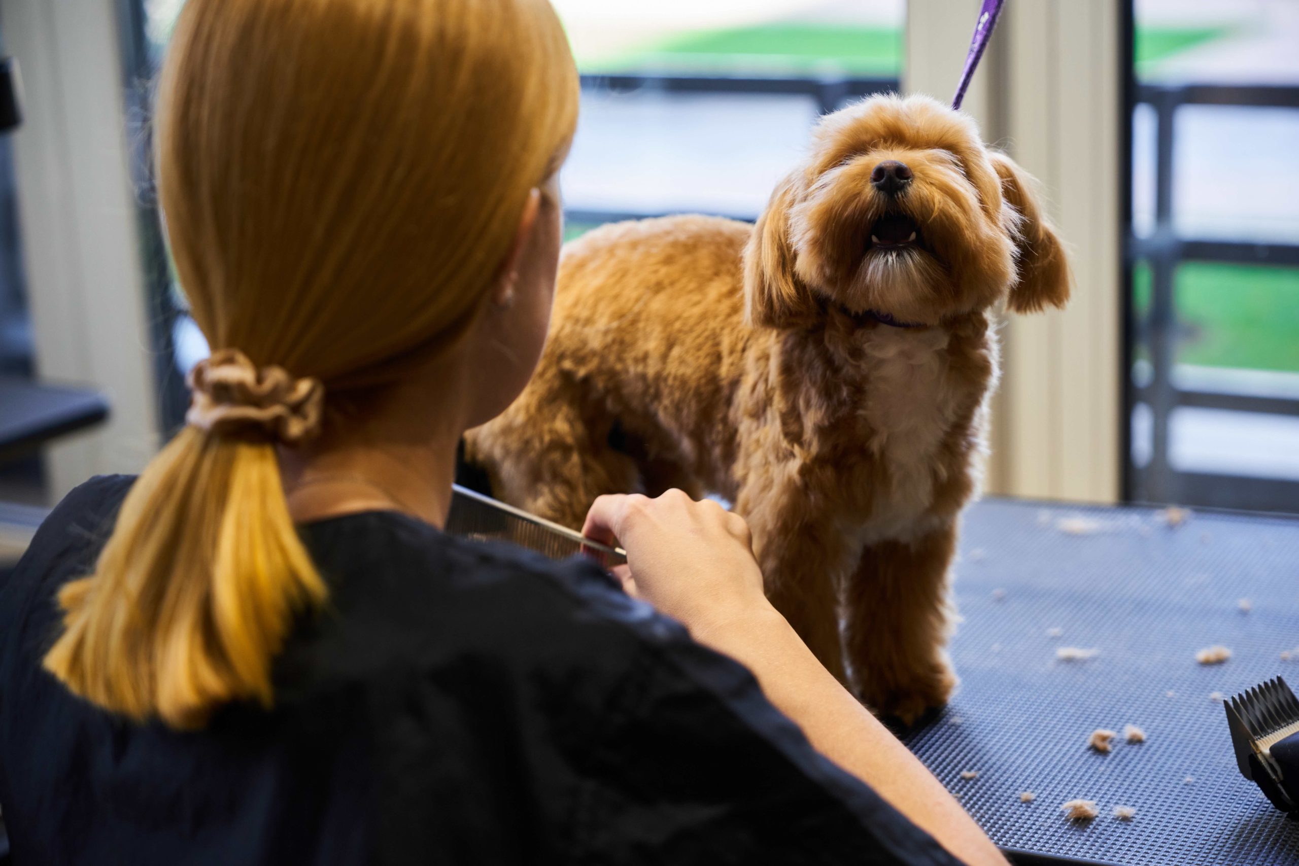 Professional groomer washing a dog at the client's home